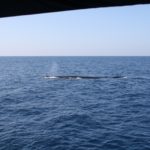WhaleWatching31