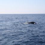 WhaleWatching32