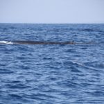 WhaleWatching35