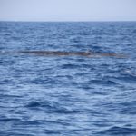 WhaleWatching36