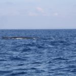 WhaleWatching37
