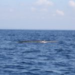WhaleWatching38