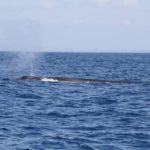 WhaleWatching39