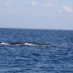 WhaleWatching40