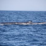 WhaleWatching41