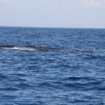 WhaleWatching42