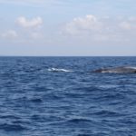 WhaleWatching43