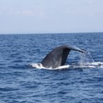 WhaleWatching45