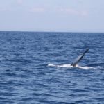 WhaleWatching47