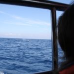 WhaleWatching48