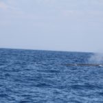 WhaleWatching49