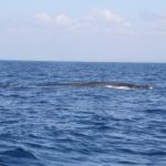 WhaleWatching51