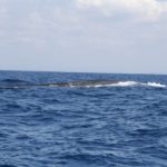 WhaleWatching52