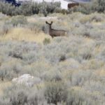 AntelopeIsland21