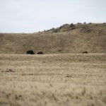 AntelopeIsland23