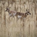 AntelopeIsland28