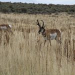 AntelopeIsland29