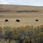 AntelopeIsland33