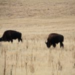 AntelopeIsland34