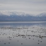 AntelopeIsland51