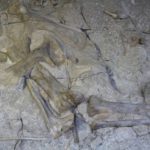 Dinosaur-18