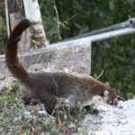 Tikal-36