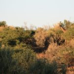 Herboths-15
