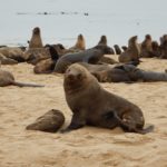 WalvisBay-10