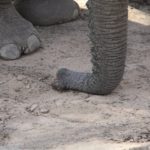 Wüstenelefanten-24