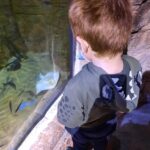 Aquarium-01