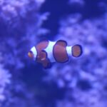 Aquarium-07