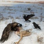 Algonquin-10