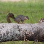 Fort-Forest-26