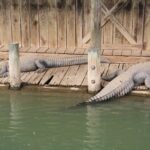 GatorCountry-09