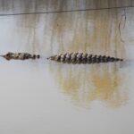 GatorCountry-17