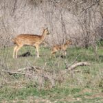 TX-Pecos-04
