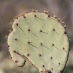 TX-Pecos-14