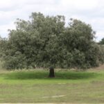 Alentejo-49