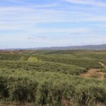 AlentejoS-10