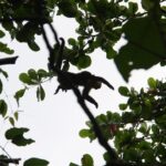 CR-Cahuita-36
