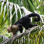 CR-Cahuita-59