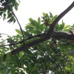 CR-Cahuita-84
