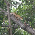 CR-Cahuita-86
