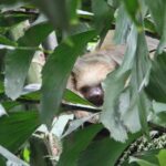 CR-Cahuita-93