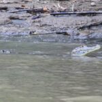 CR-Tortuguero-06