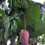 Turrialba-33
